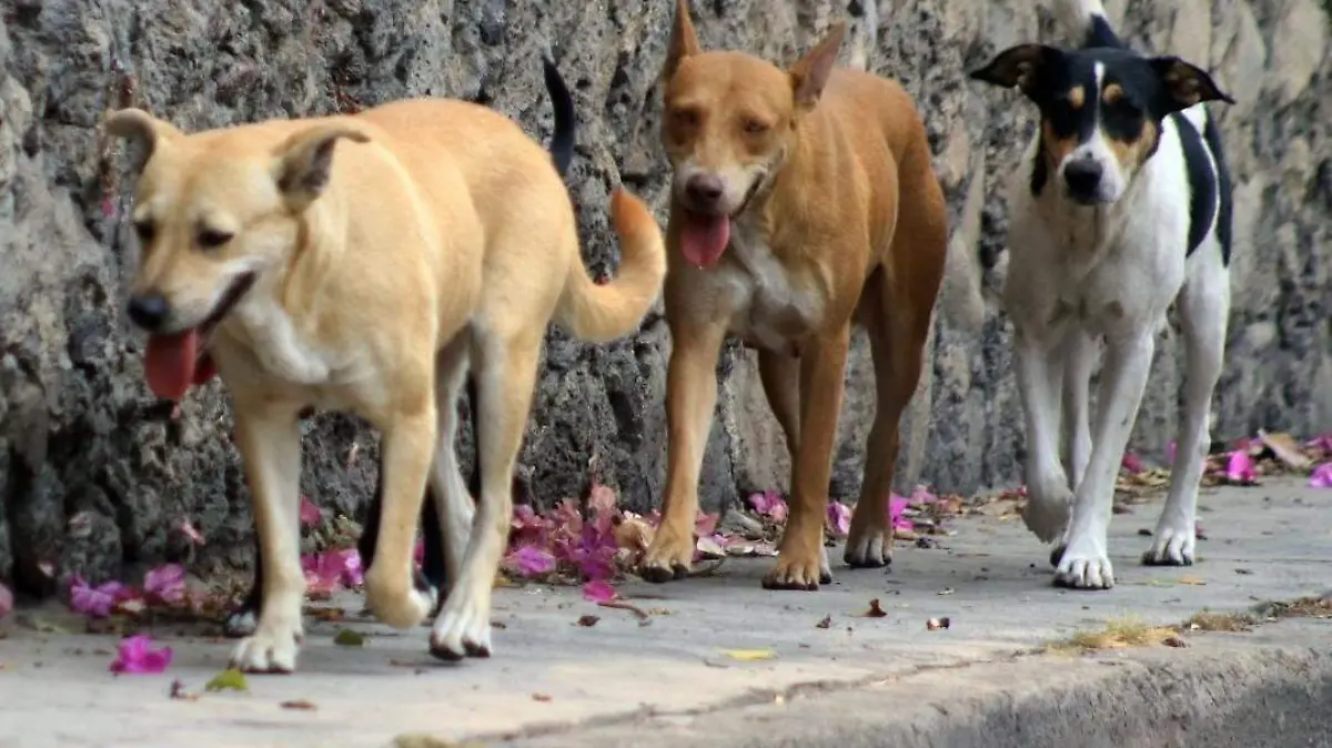 perros callejeros CUARTOSCURO